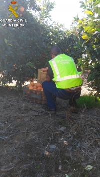 La Guardia Civil contra el robo de naranjas en las fincas agrícolas