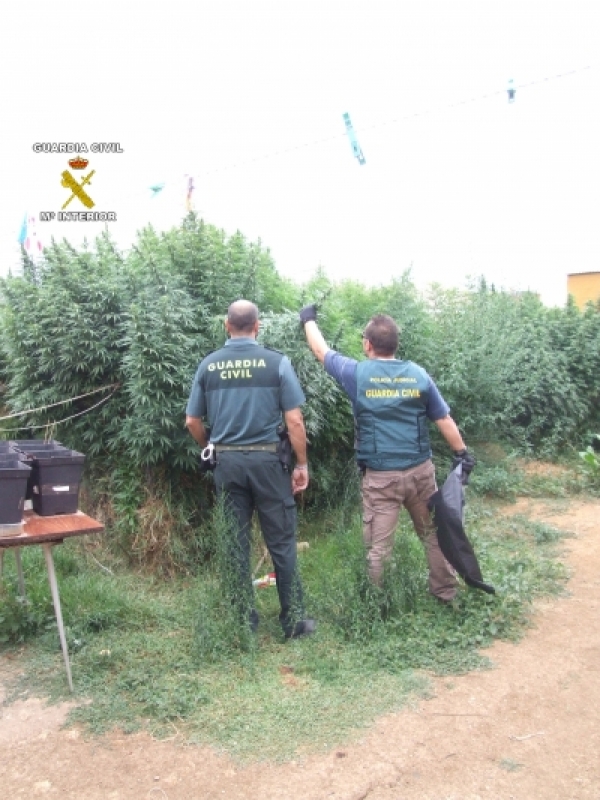 La Guardia Civil desmantela varias plantaciones de marihuana en algunas localidades del Aljarafe