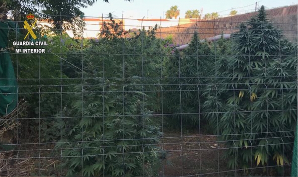 La Guardia Civil detiene en Pilas a un vecino que tenía una plantación de marihuana en el patio de su vivienda
