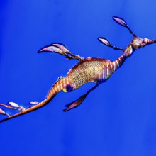 Los dragones del mar llegan al Acuario de Sevilla, una de las especies más extraordinarias del océano