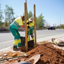 El Ayuntamiento de Mairena planta 72 árboles tras los temporales