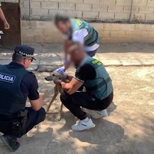 Cuatro detenidos por el robo y maltrato de ocho galgos en Bollullos de la Mitación