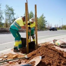 Mairena adjudica, por unos 410.000 euros, la renovación de sus alcorques, quinto de los ejes del plan Mairena Al Día