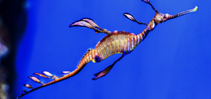 Los dragones del mar llegan al Acuario de Sevilla, una de las especies más extraordinarias del océano