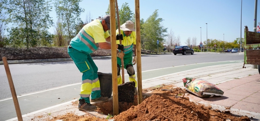 El Ayuntamiento de Mairena planta 72 árboles tras los temporales