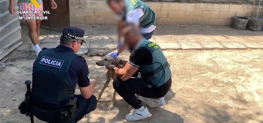 Cuatro detenidos por el robo y maltrato de ocho galgos en Bollullos de la Mitación