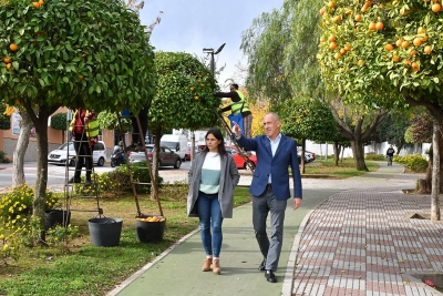 Tomares, el primer municipio de la provincia en iniciar la campa&ntilde;a de recogida de naranjas amargas