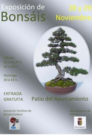 El Ayuntamiento de Olivares acoge la exposici&oacute;n de bons&aacute;is de la asociaci&oacute;n sevillana "Chokkan"