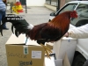 La Guardia Civil desarticula un grupo dedicado al robo de gallos de pelea en Carmona