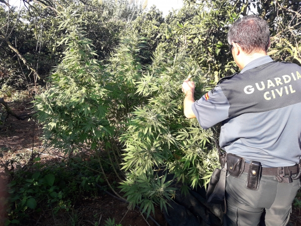 La Guardia Civil detiene en La Puebla del R&iacute;o a una persona a la que robaron su plantaci&oacute;n de marihuana