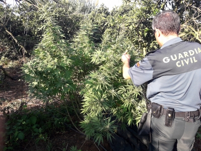 La Guardia Civil detiene en La Puebla del Río a una persona a la que robaron su plantación de marihuana