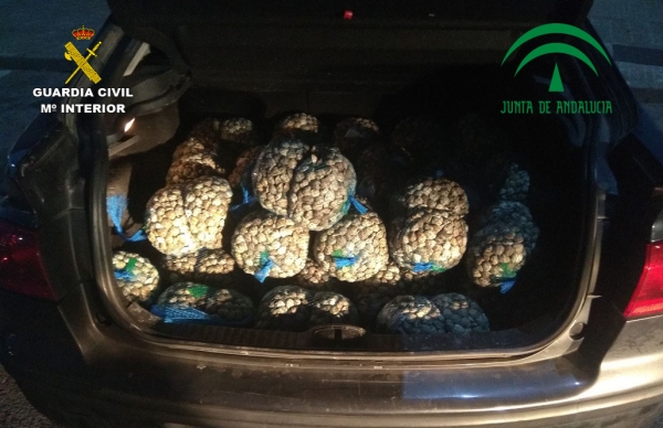 La Guardia Civil en coordinaci&oacute;n con la Inspecci&oacute;n pesquera han intervenido una gran cantidad de chirlas de origen desconocido