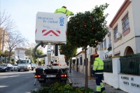 El Ayuntamiento de Tomares pone en marcha la campaña de poda de naranjos
