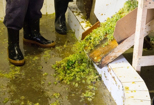 Bodegas y tabernas de Villanueva del Ariscal muestran desde ma&ntilde;ana c&oacute;mo han recuperado la tradici&oacute;n de pisar la uva