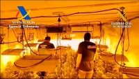 Desarticulado en Mairena del Aljarafe un clan familiar dedicado al cultivo de marihuana