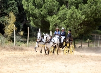 Villamanrique acoge con &eacute;xito su I Concurso Internacional de Enganches de Tradici&oacute;n
