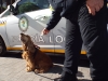 La Polic&iacute;a Local de Gines incorpora lectores de microchip para la identificaci&oacute;n de animales