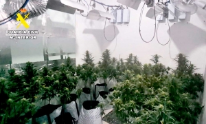 Desmantelada una plantaci&oacute;n de marihuana oculta en una vivienda de Bormujos