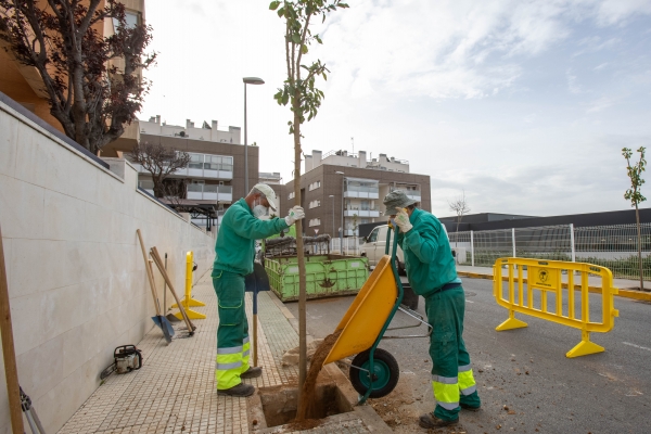 Adjudicada la plantaci&oacute;n de 700 &aacute;rboles para sustituir a los secos