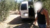 Detenidas ocho personas como presuntas autoras de varios hurtos de aceitunas en El Aljarafe