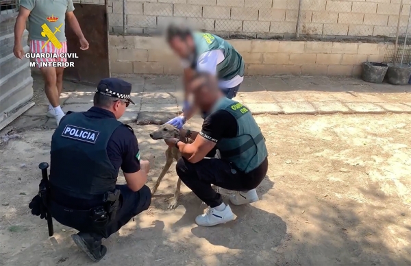 Cuatro detenidos por el robo y maltrato de ocho galgos en Bollullos de la Mitaci&oacute;n