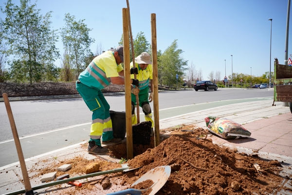Mairena adjudica, por unos 410.000 euros, la renovaci&oacute;n de sus alcorques, quinto de los ejes del plan Mairena Al D&iacute;a