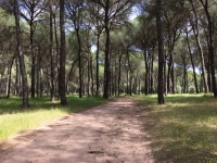 La Guardia Civil imputa a una persona por la muerte de un cachorro de lince ib&eacute;rico