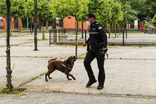 Kilo, el perro que lucha contra el menudeo en Bormujos