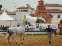 La Par&aacute; de Gines, cita obligada  para los mejores ejemplares  de Pura Raza Espa&ntilde;ola